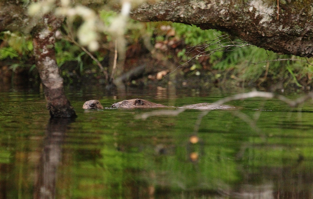 Scottish Beaver Trial Lochgilphead Nature Centres And Reserves Visitscotland